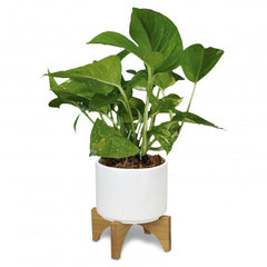 HWH197 - Planter with Bamboo Base